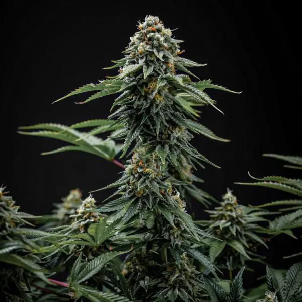 Cherry Pie