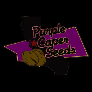 Purple Caper Seeds