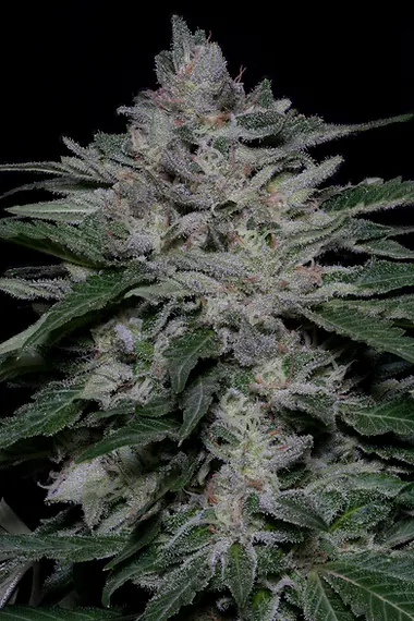 FIRE OG KUSH