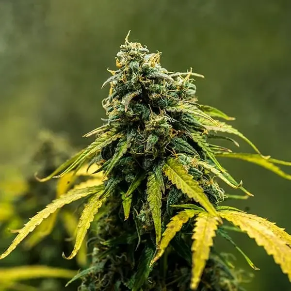 Royal Haze