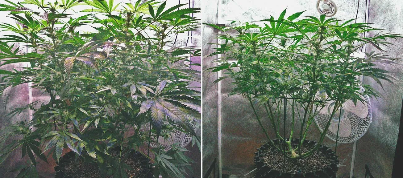 Defoliation