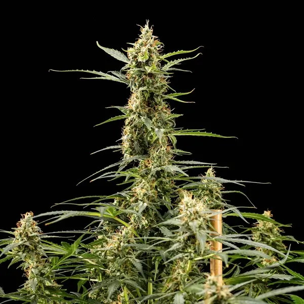 Royal Kush