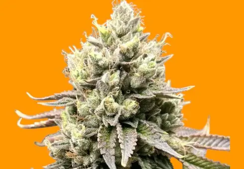 Emerald Fire OG