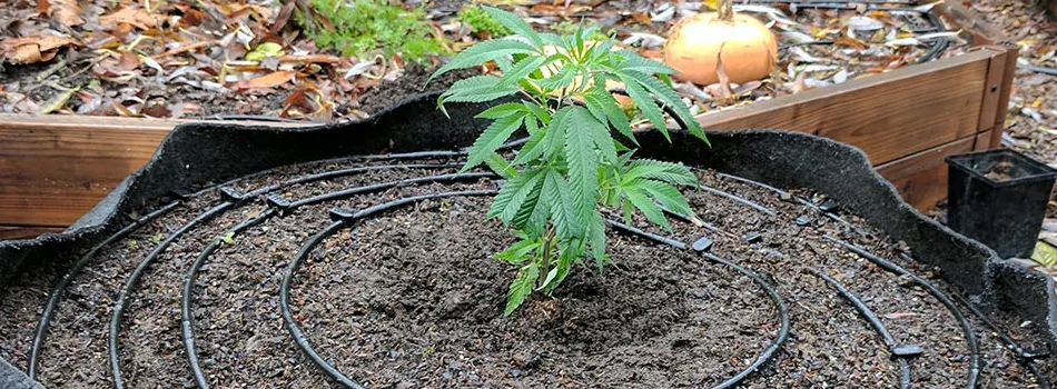 Outdoor Watering Systems