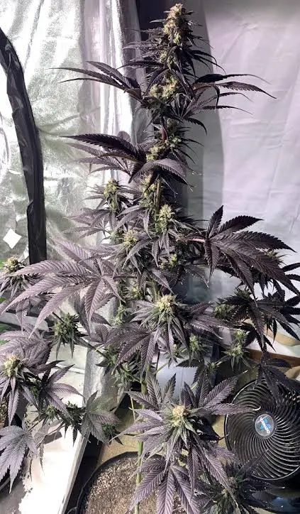 Zamaldelica x Kali China