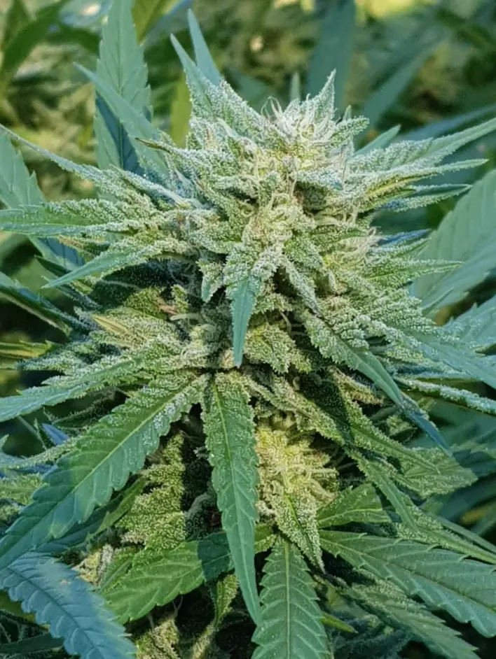 Agent Orange