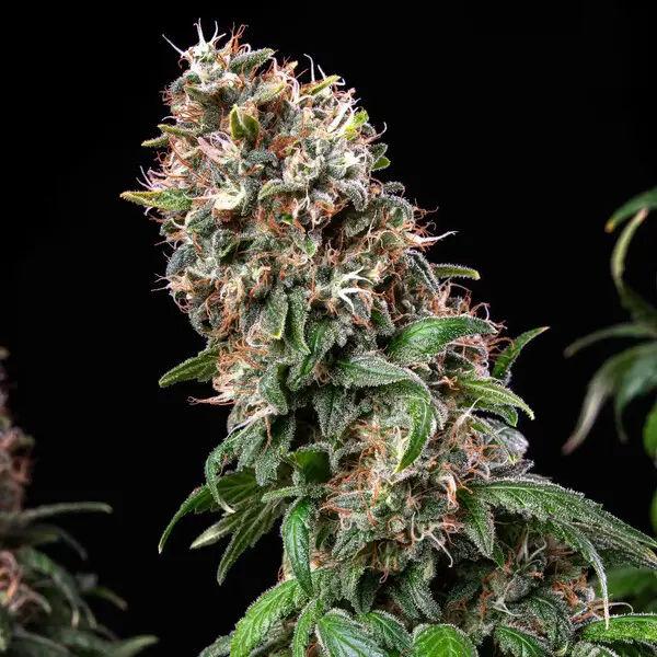 Blue Mystic