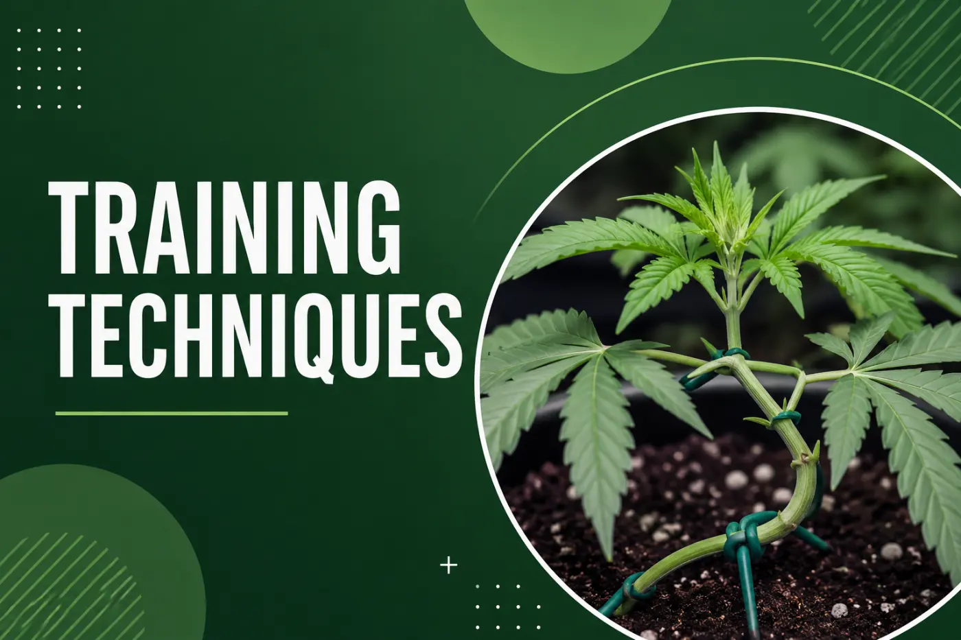 Cannabis Plant Training