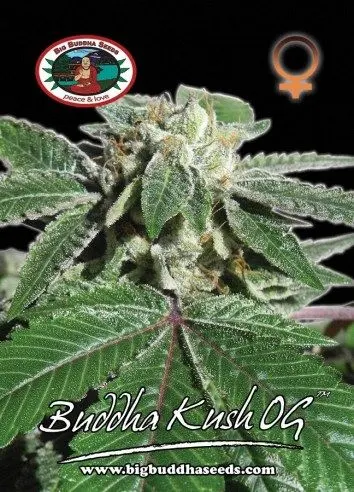 Buddha Kush OG