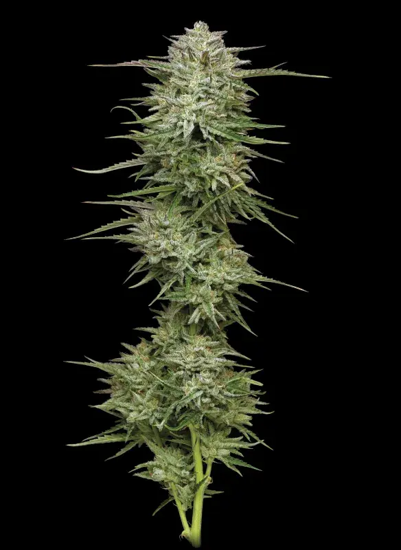 Pound Town Auto