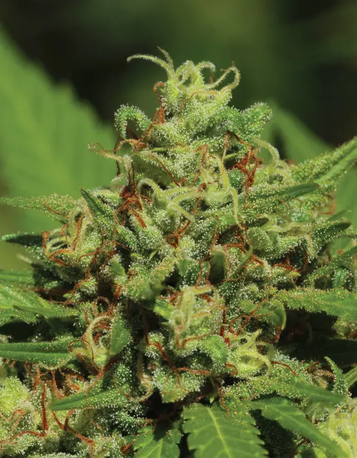 Emerald Fire OG Regular