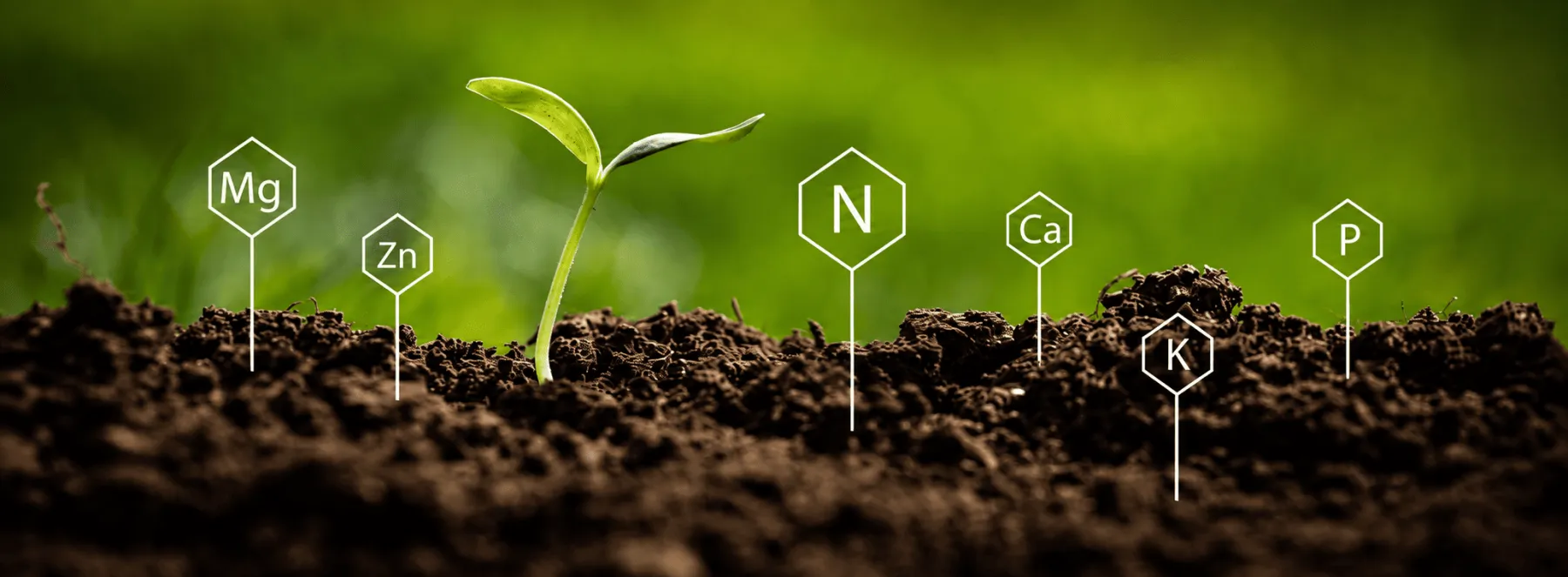 Healthy plant growth depends not only on supplying nutrients, but also on keeping the root-zone environment within an appropriate pH range. Understanding the connection between nutrients, pH, and root health is one of the foundations of successful indoor