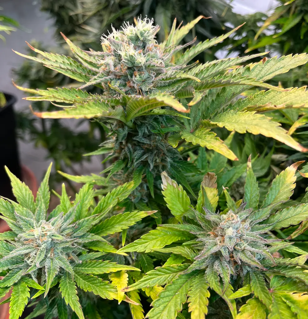 Romulan