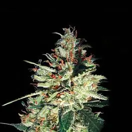 Goudas Grass Autofem (10 FEM) Autoflower