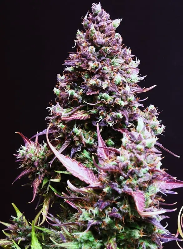 Cream Caramel Auto Feminised