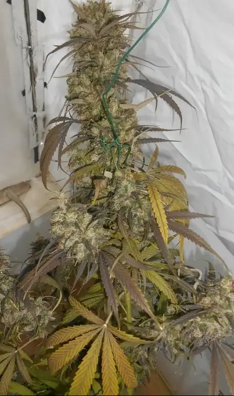 Haze x Kali China