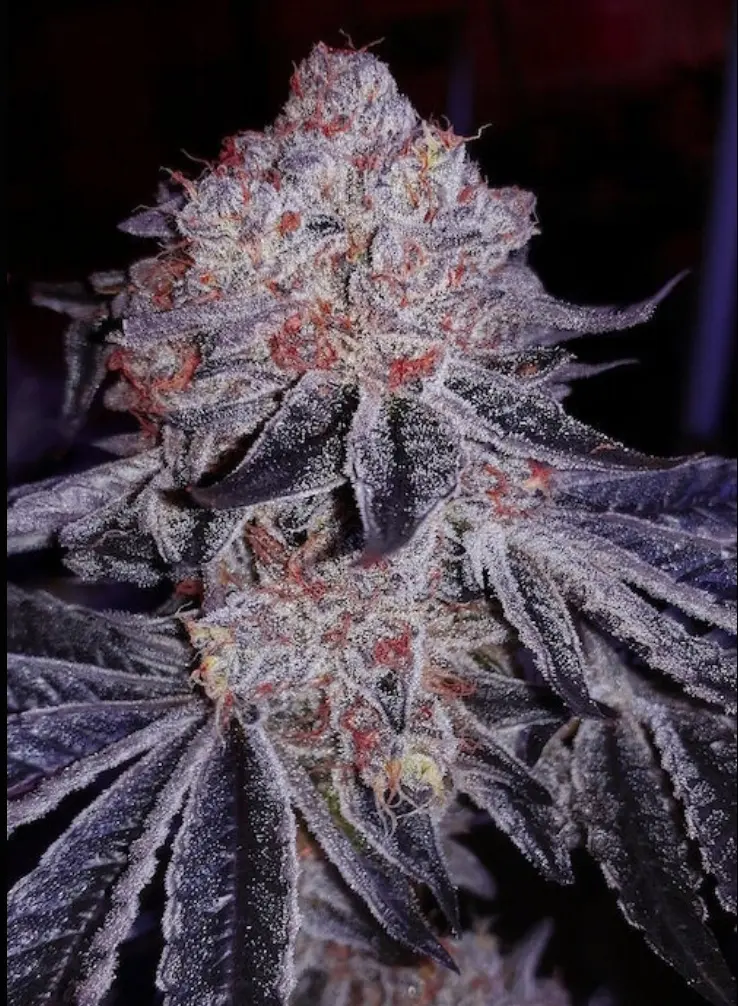 Cherry Gar-See-Ya R1