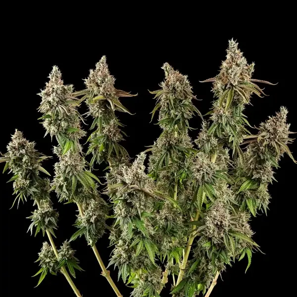 Royal Cookies