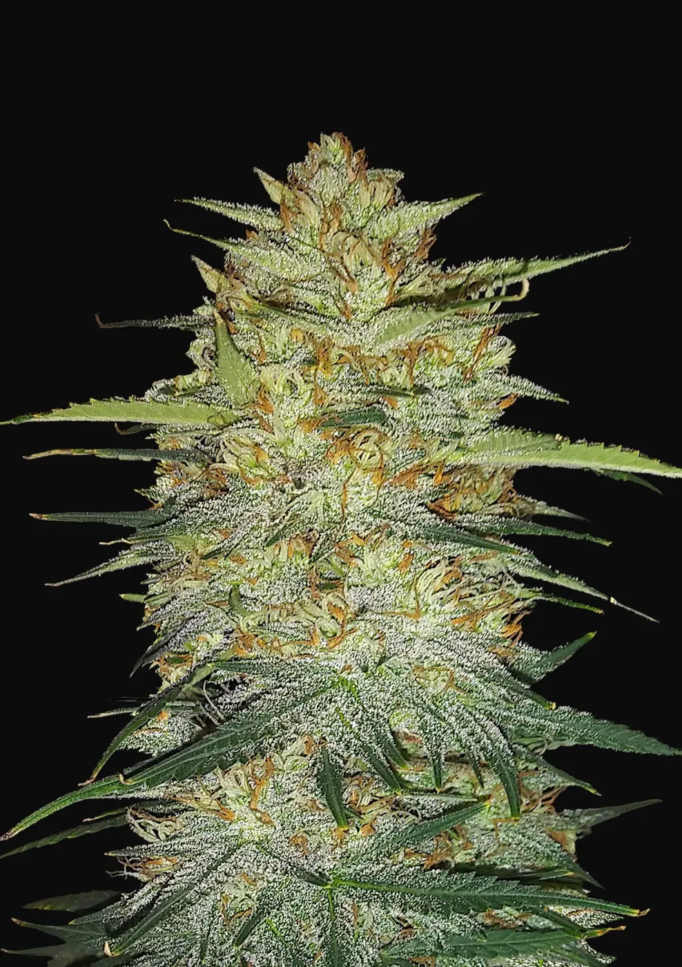 OG Kush