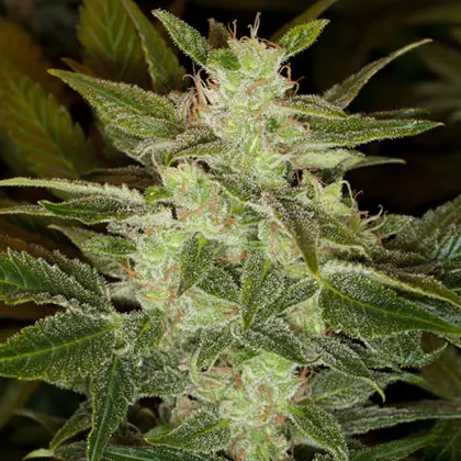 Auto Speed Haze