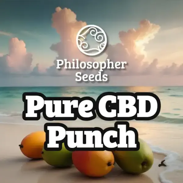 Pure CBD Punch