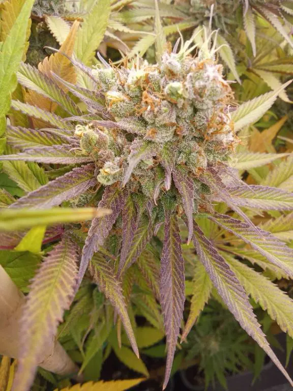 Alien OG