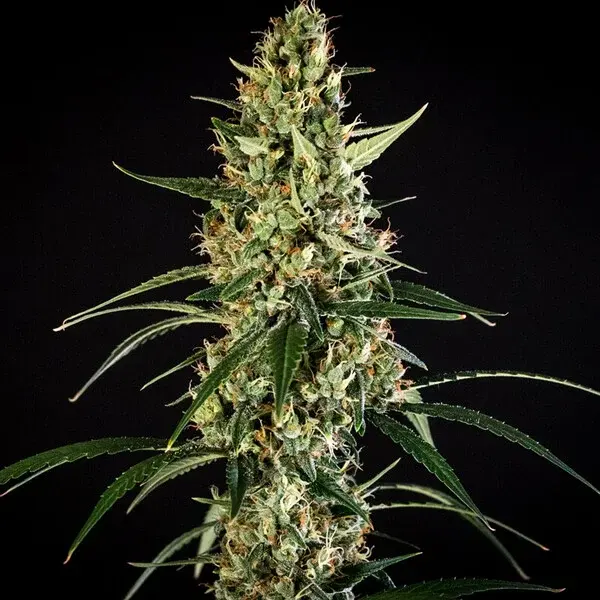 HulkBerry Auto