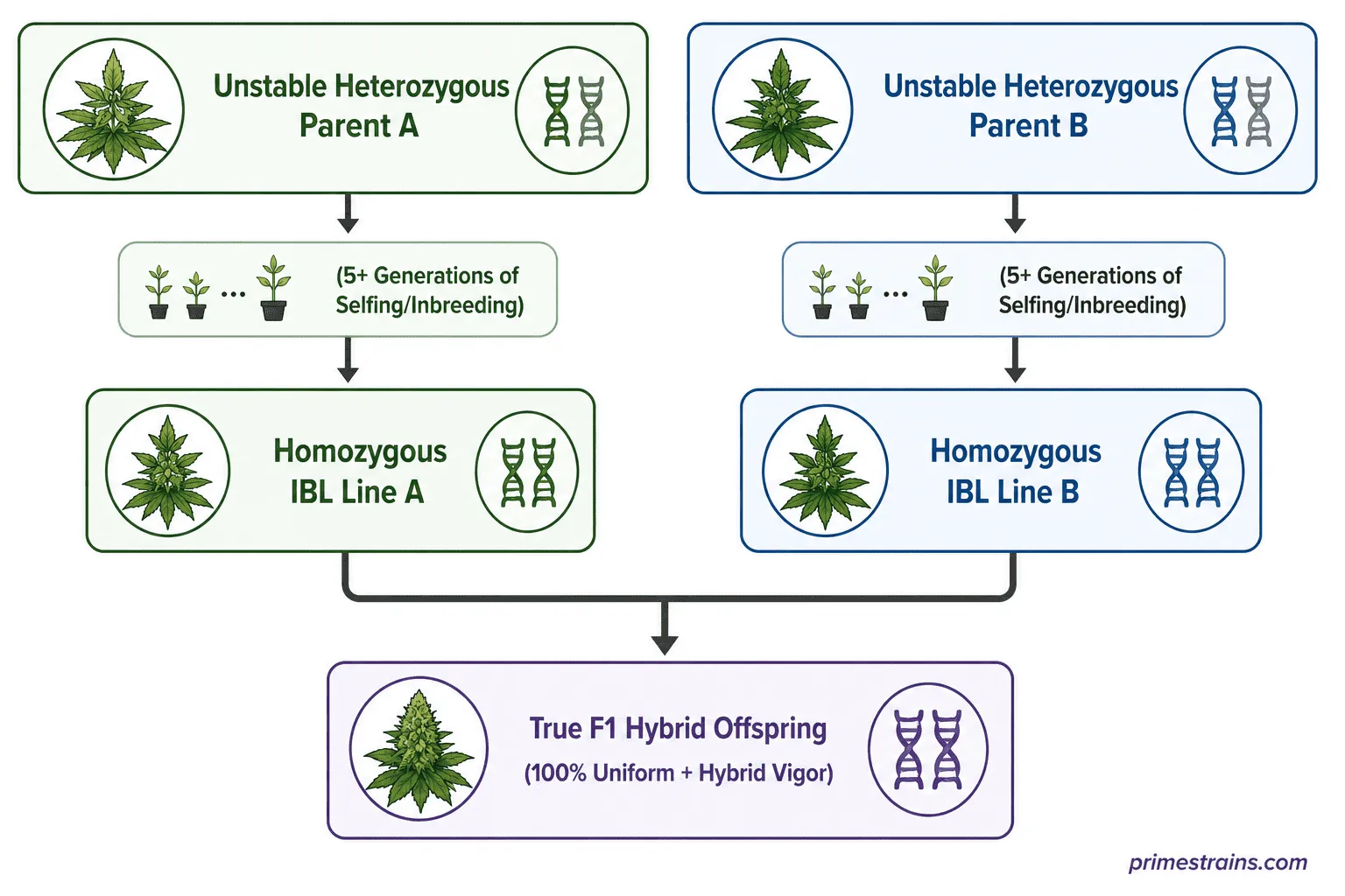 The Science of Inbred Lines (IBLs) and Homozygosity
