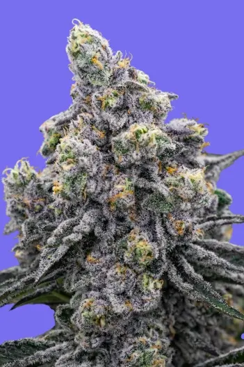 Pistachio Snow