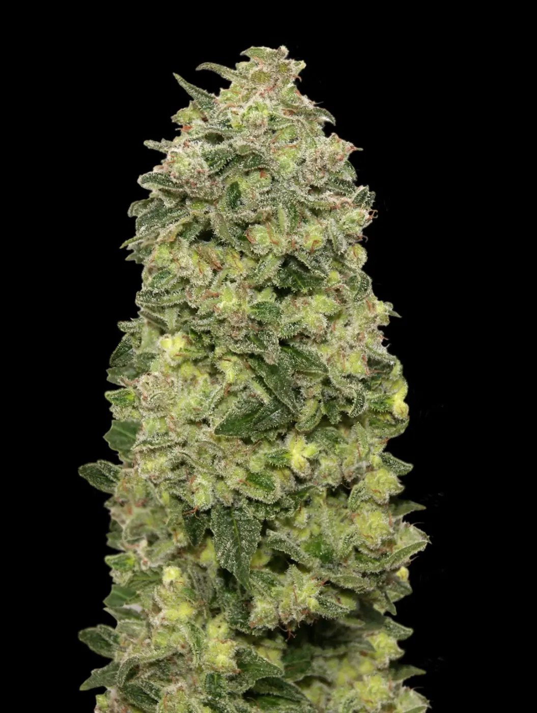 Afghan Skunk