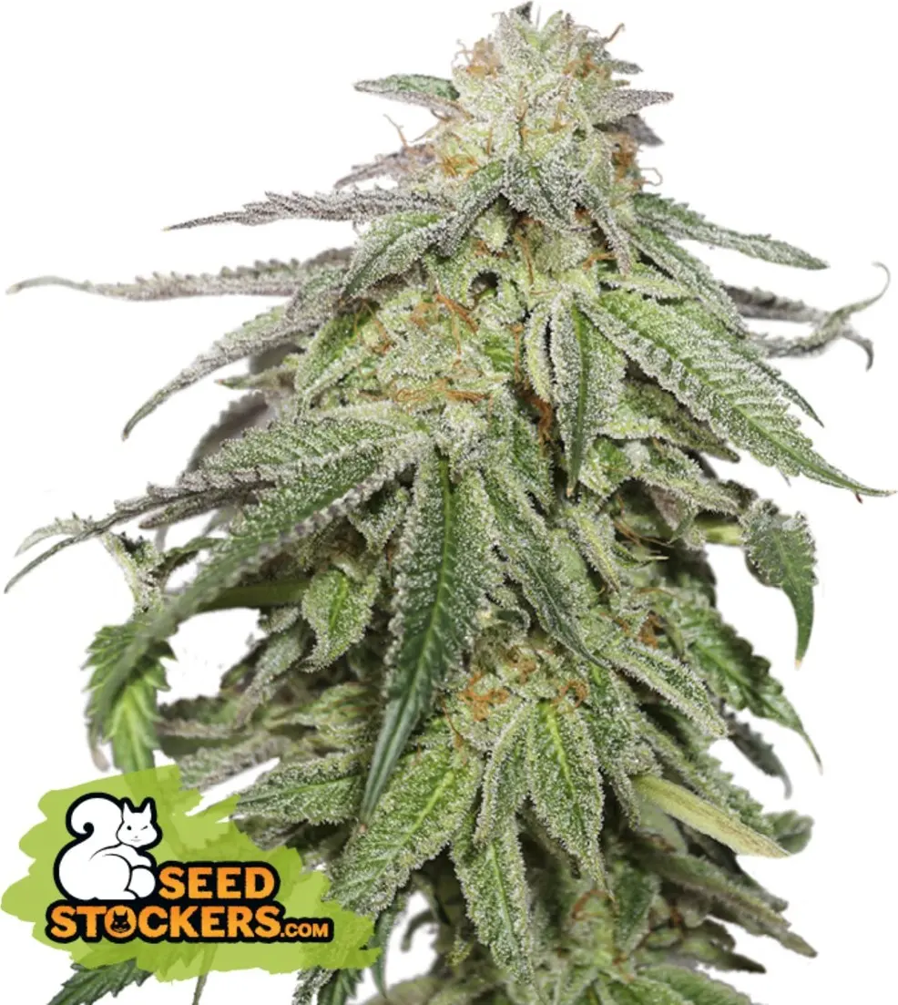 Cookies and Cream Auto Feminised