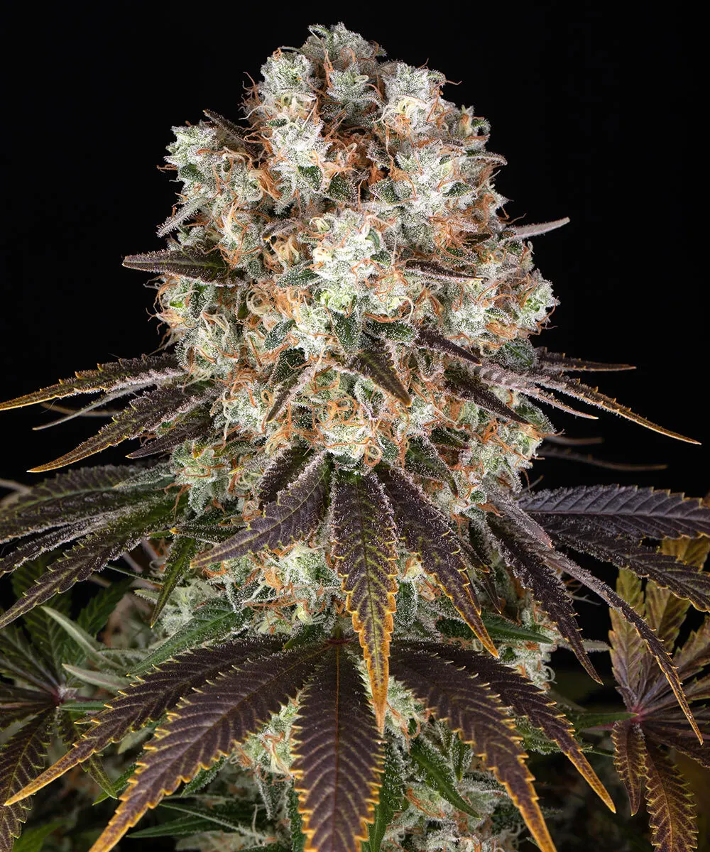 Bruce Banner