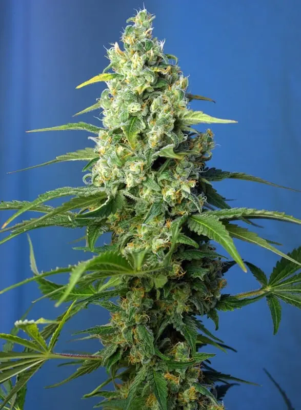 Honey Peach Auto CBD Feminised