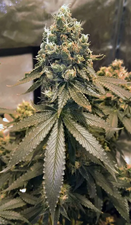 Sour Tangie