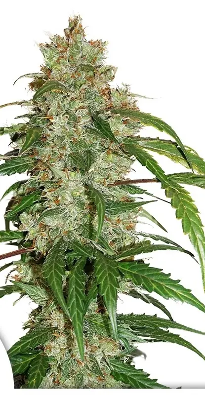 CBD White Widow