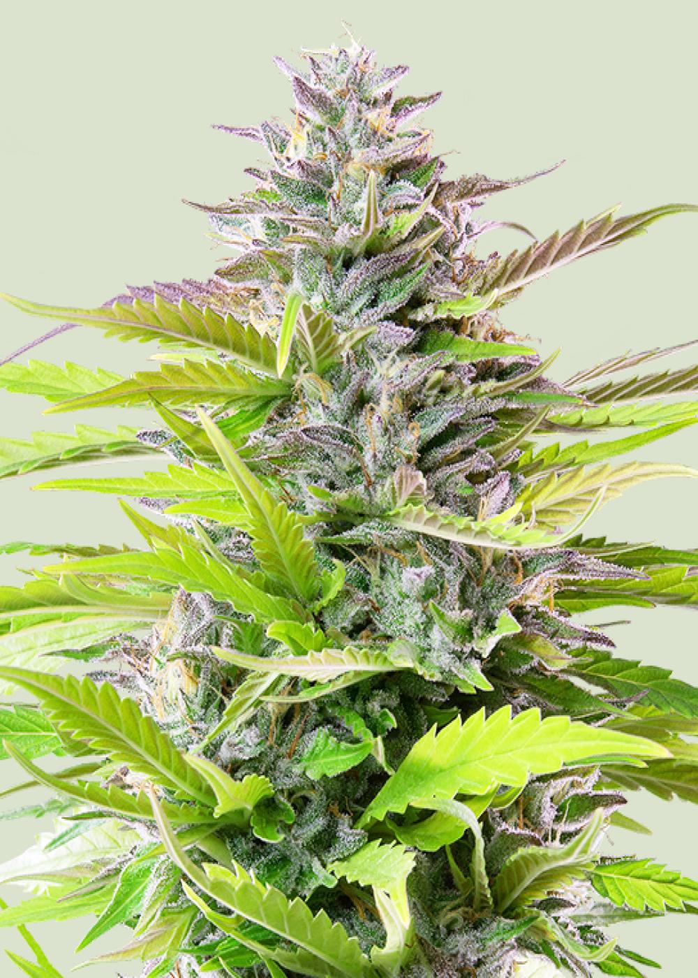 Cookies Gelato
