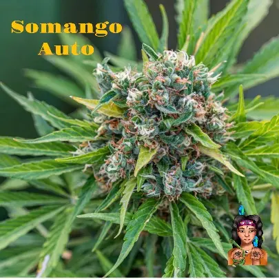 Somango