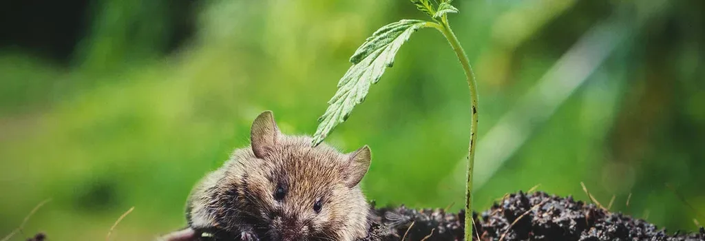 Wildlife Defense