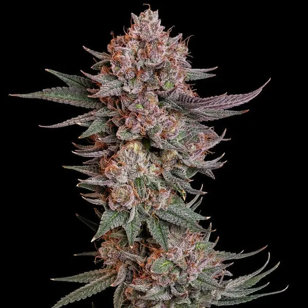 Pink Dirt BX