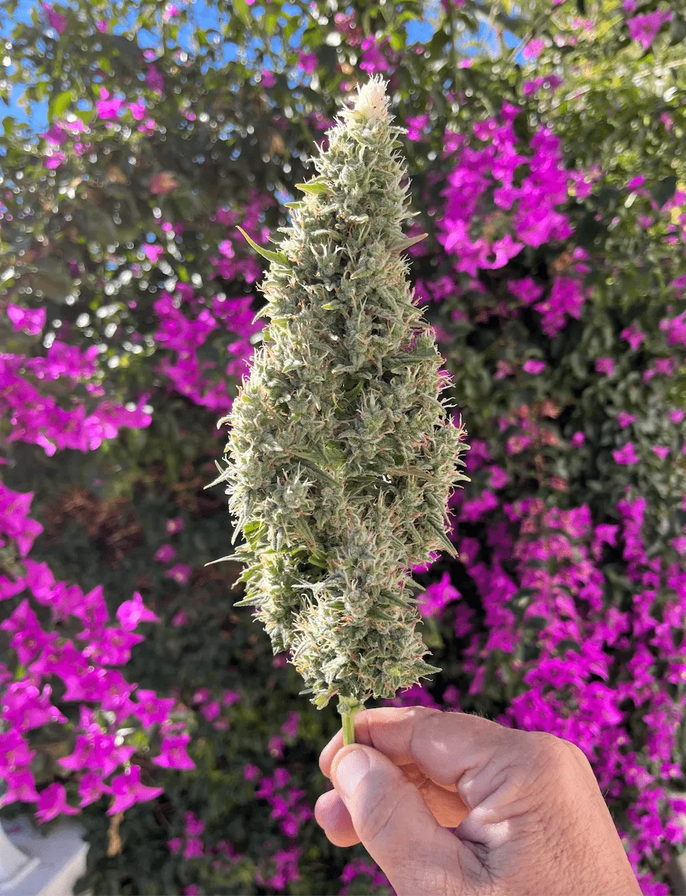 Purple Kush