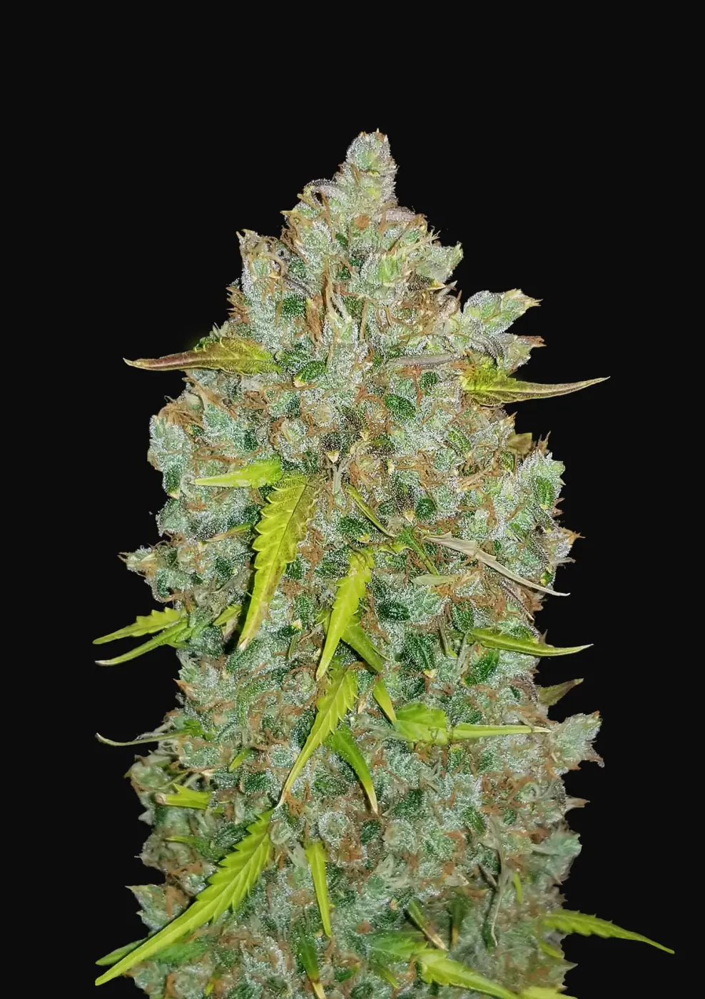 Bubblegum
