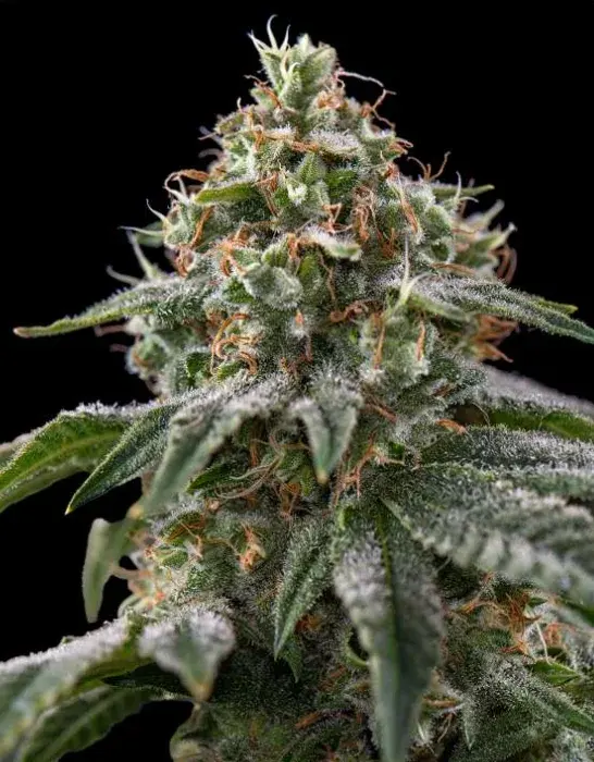 OG Kush