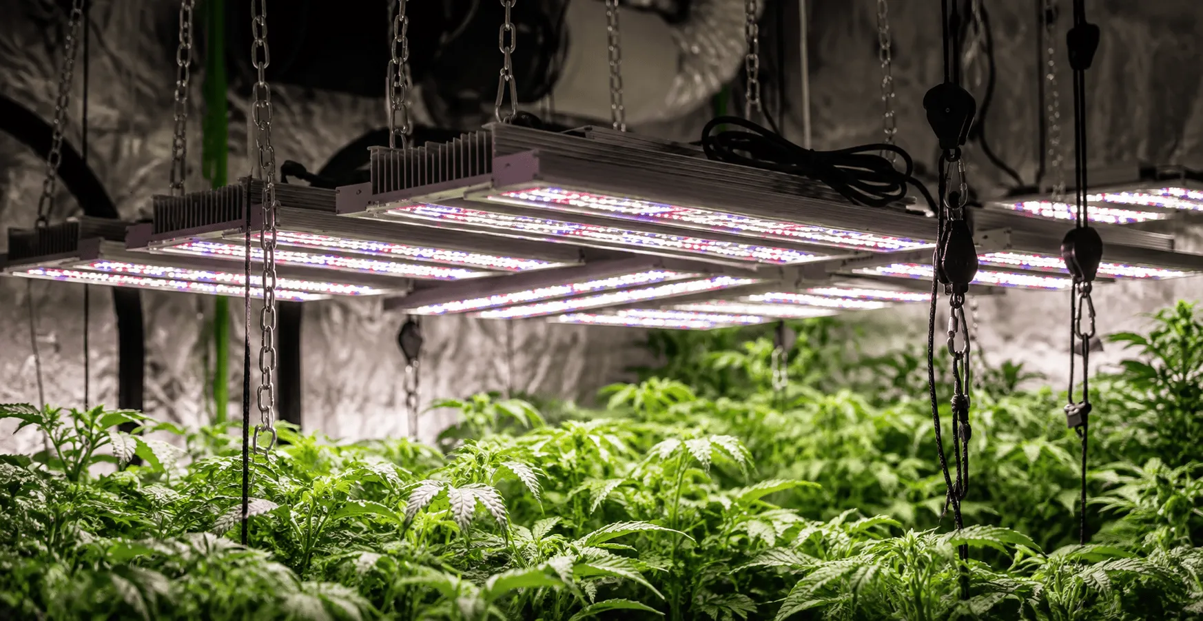 Lighting is one of the most important parts of an indoor grow environment. Modern LED grow lights are popular because they can deliver strong, efficient illumination while producing less excess heat than many traditional lighting systems. Choosing the rig