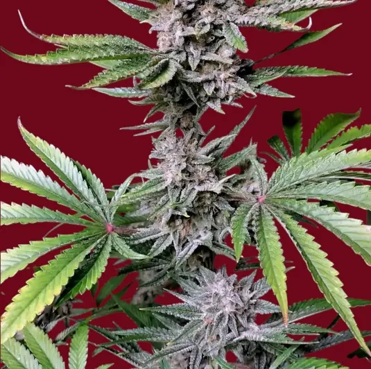 Cherry Cola