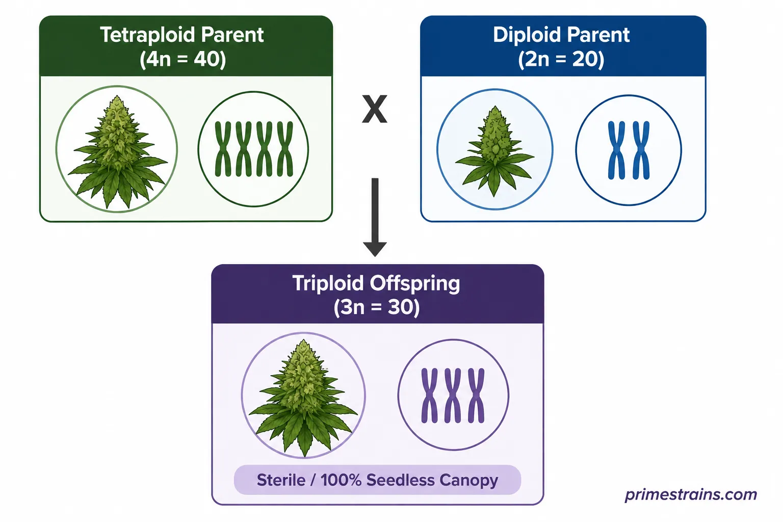 The Genetics Behind Triploid Cannabis