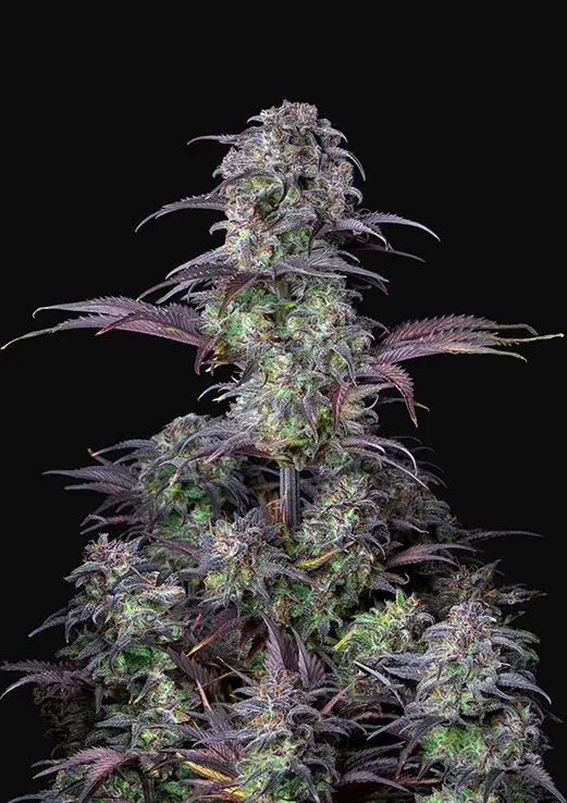 Blueberry