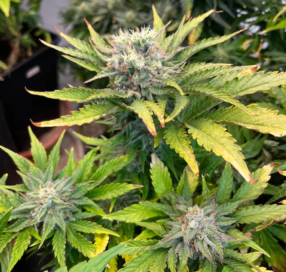 Romulan