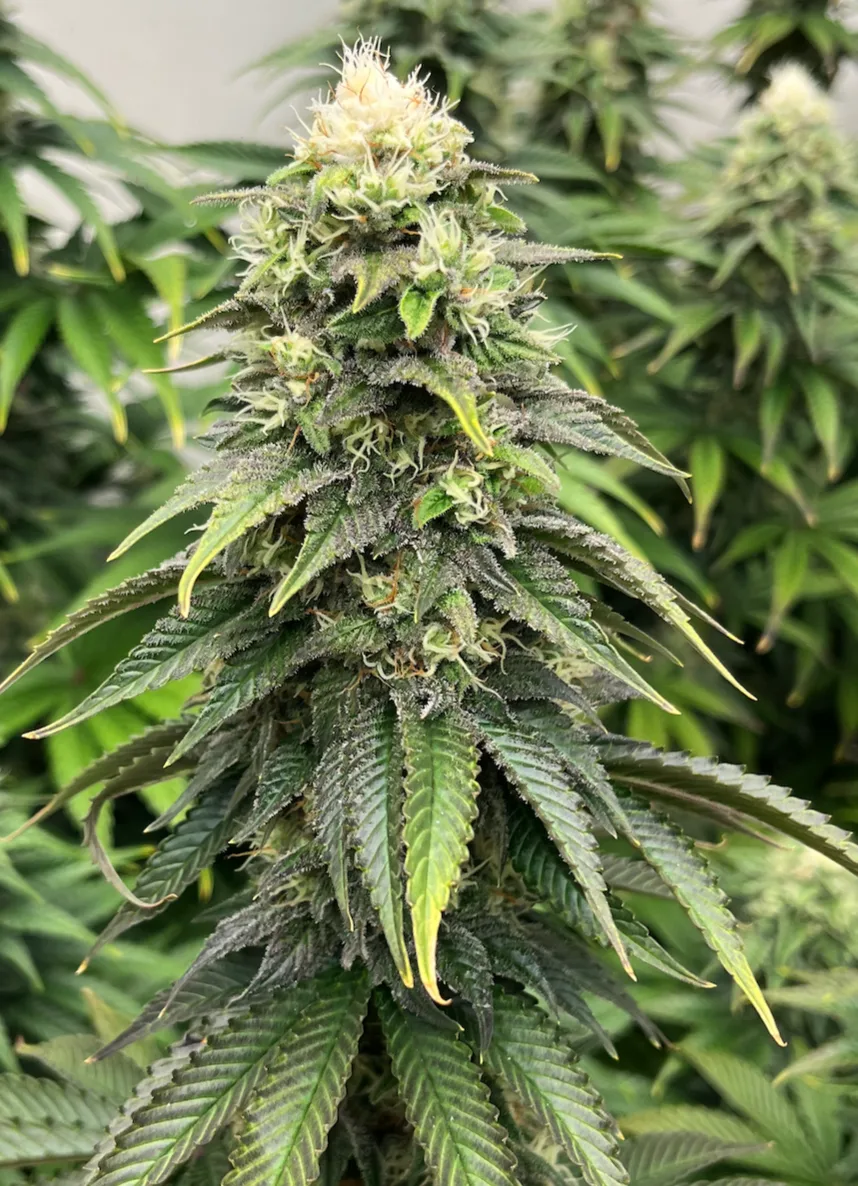 Durban Poison
