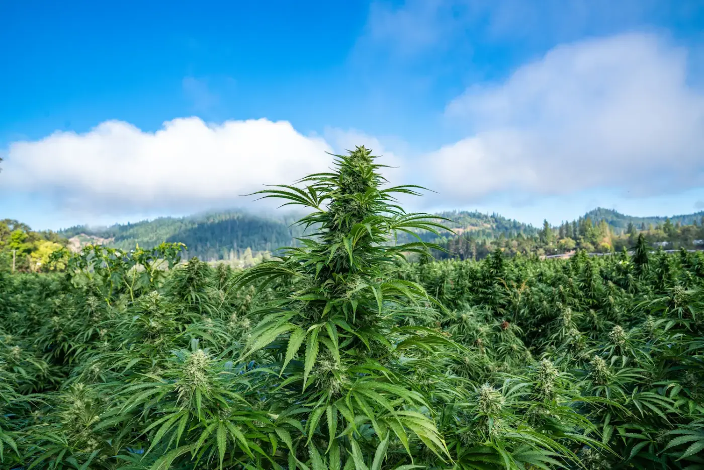Outdoor Cannabis IPM: Controlling Pests, Insects, and Wildlife