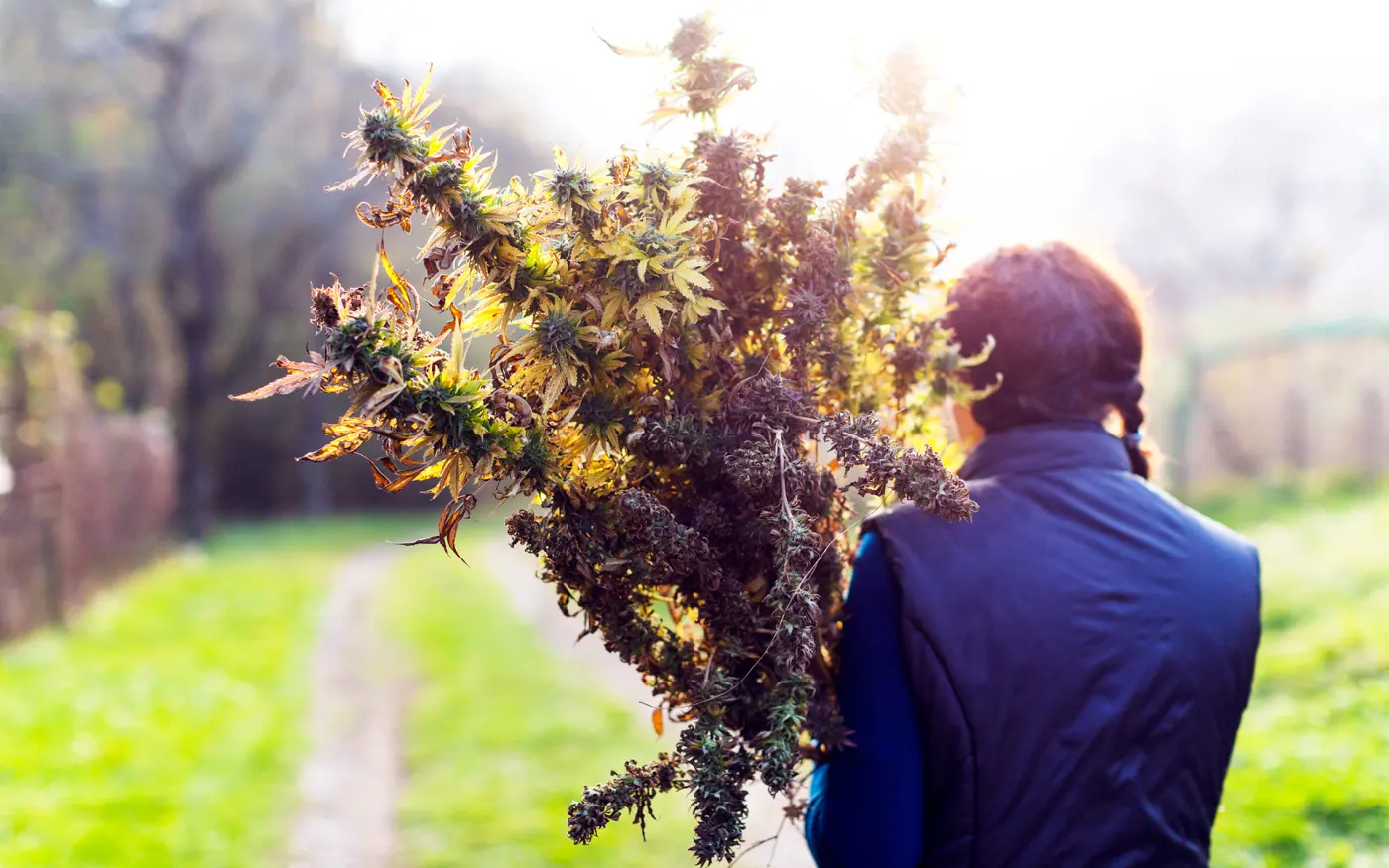 Outdoor Cannabis Harvest, Drying & Curing: Timing & Washing Guide